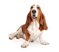 Female basset Hound Dog Isolated on White