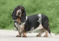 Female Basset Hound dog Royalty Free Stock Photo