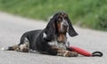 Female Basset Hound dog