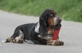 Female Basset Hound dog Royalty Free Stock Photo