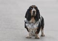 Female Basset Hound dog Royalty Free Stock Photo