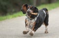 Female Basset Hound dog Royalty Free Stock Photo