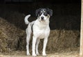 Farm dog hound mix cattle dog in hay barn Royalty Free Stock Photo