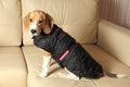 Female Beagle puppy wearing winter coat