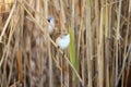 The female bearded reedling Panurus biarmicus