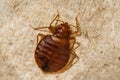 Female Bed Bug- Cimex lectularius Royalty Free Stock Photo