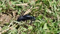 Female beetle