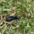 Female beetle