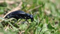 Female beetle