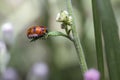 Female beetle on the leaf