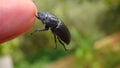 Female beetle Lucanus cervus, Linnaeus. Black beetle defends itself by biting