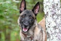 Female Belgian Malinois Shepherd Dog outside on leash