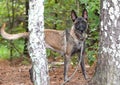 Female Belgian Malinois Shepherd Dog outside on leash