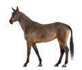 Female Belgian Warmblood, BWP, 4 years old, with mane braided with buttons