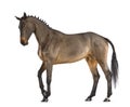 Female Belgian Warmblood, BWP, 4 years old, with mane braided with buttons Royalty Free Stock Photo