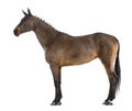 Female Belgian Warmblood, BWP, 4 years old, with mane braided with buttons