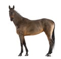 Female Belgian Warmblood, BWP, 4 years old, with mane braided with buttons