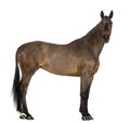 Female Belgian Warmblood, BWP, 4 years old, with mane braided with buttons, looking at camera