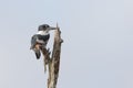 Female Belted Kingfisher - Florida Royalty Free Stock Photo