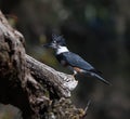 Female belted kingfisher Megaceryle alcyon perched on tree branch looking left Royalty Free Stock Photo