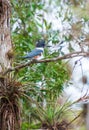 Belted Kingfisher perching on a branch in Big Cypress National Preserve.Florida.USA Royalty Free Stock Photo