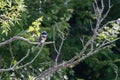 Female Belted Kingfisher perched in a willow tree over a lake. Royalty Free Stock Photo