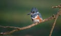 Belted Kingfisher Portrait Royalty Free Stock Photo