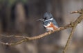 A Female Belted Kingfisher Portrait Royalty Free Stock Photo