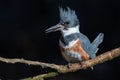 A Female Belted Kingfisher Portrait Royalty Free Stock Photo