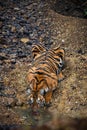 Bengal tiger at Tadoba Andhari Tiger Reserve drinking water