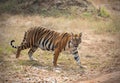 Bengal tiger at Tadoba Andhari Tiger Reserve roaming her territory