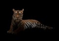 Female bengal tiger in the dark