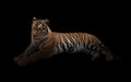 Female bengal tiger in the dark