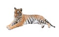 Female bengal tiger isolated