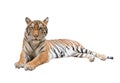 Female bengal tiger isolated Royalty Free Stock Photo