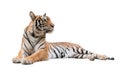 Female bengal tiger isolated Royalty Free Stock Photo