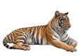 Female bengal tiger lying isolated Royalty Free Stock Photo