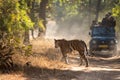 Female Bengal Tiger marking his territory.Image taken during a safari at Bandhavgarh national park in state of Madhya Pradesh Royalty Free Stock Photo