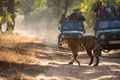 Female Bengal Tiger marking his territory.Image taken during a safari at Bandhavgarh national park in state of Madhya Pradesh Royalty Free Stock Photo