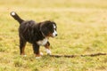 Female Bernese Mountain Dog puppy found a big stick