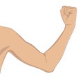 Female biceps, well toned. Elbow-bent arm showing progress after