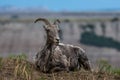 Female Big Horn Sheep Molting