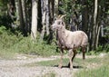 Female bighorn sheep in forest - Royalty Free Stock Photo