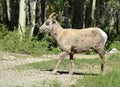 Female bighorn sheep in forest - Royalty Free Stock Photo