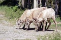 Female bighorn sheep in forest - Royalty Free Stock Photo