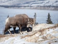 Female Bighorn sheep locking horns Royalty Free Stock Photo