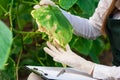 Female bio technician inspecting cucumber leaves Royalty Free Stock Photo