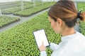Female Biotechnology engineer tablet greenhouse. Plant seedlings growing greenhouse spring