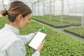 Female Biotechnology engineer tablet greenhouse. Plant seedlings