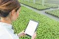 Female Biotechnology engineer tablet greenhouse. Plant seedlings